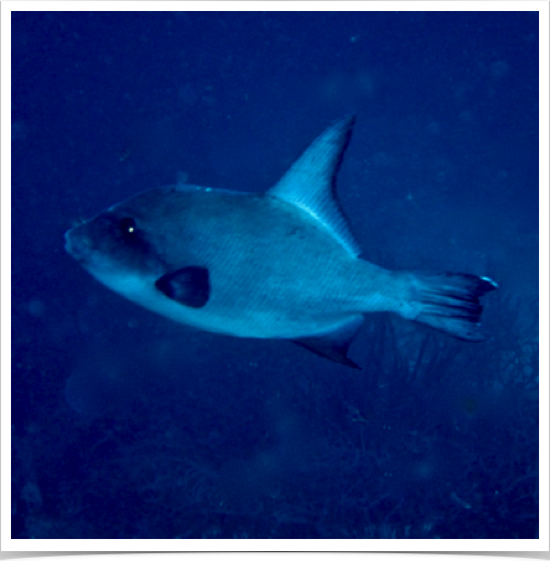 Ocean Triggerfish (Canthidermis sufflamen) - cruising the blue waters of the Canary Islands.
Ocean Triggerfish (Canthidermis sufflamen) - cruising the blue waters of the Canary Islands.